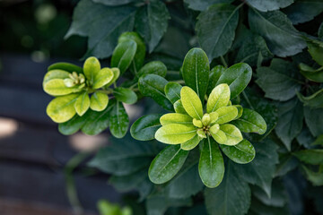 Close up of Pittosporum heterophyllum shrub with glossy green leaves. Ornamental evergreen plant in a Mediterranean garden. September, Turkey.