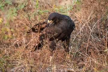 Great black hawk, in Pantanal Forest environment, Brazil. (Buteogallus urubitinga)