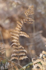 Ast eines Farn Krauts des Kaiserfarns im Winter