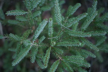 Birken Farne Natur im Winter mit Details