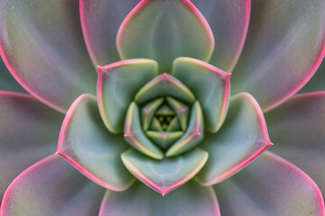 Close up of a green and pink succulent plant. Natural beauty and nature biology in botanic garden, minimalist  banner template abstract floral pattern in mexican desert style.