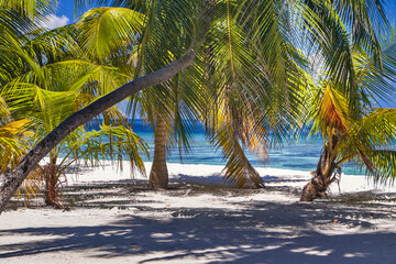 Palm trees beach on azure lagoon shore. Omadhoo, Maldives