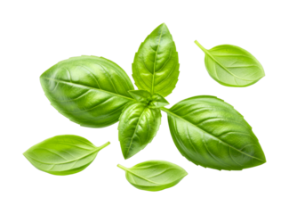 Fresh green basil leaves are beautifully arranged, showcasing their vibrant color and delicate texture, perfect for culinary themes and healthy recipes.