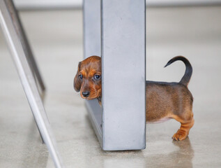 Cute dachshund puppy indoors on floor in natural light
