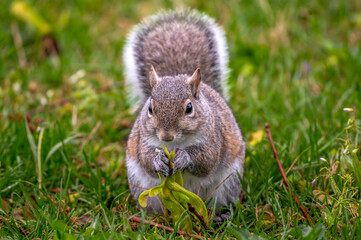 Closeup of a squirrel eating a leaf. © Lecia Michelle