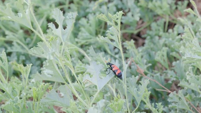 a side view of a blister beetle (Meloidae sp) feeding on a bush at twyfelfontein in namibia