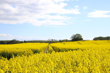 Deep tractor track in yellow rapeseed field and a blue sky