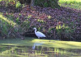 stagno con garzetta (Egretta garzetta)