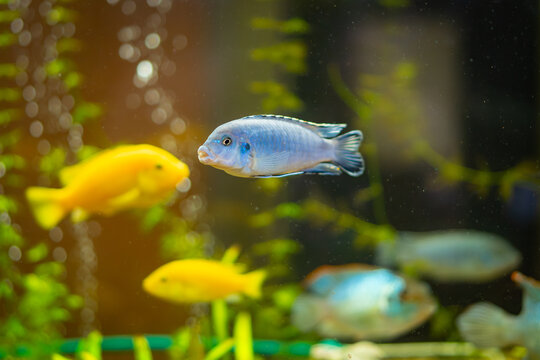Blue Cichlid Fish in Tropical Aquarium