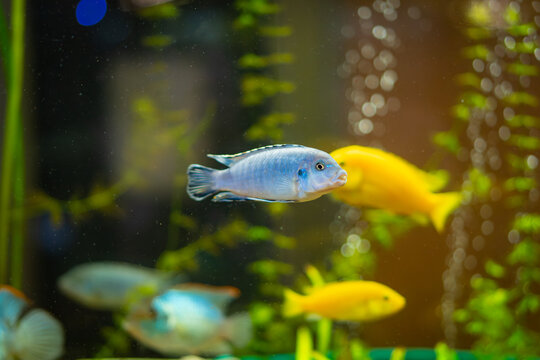 Bright Yellow and Blue Exotic Fish