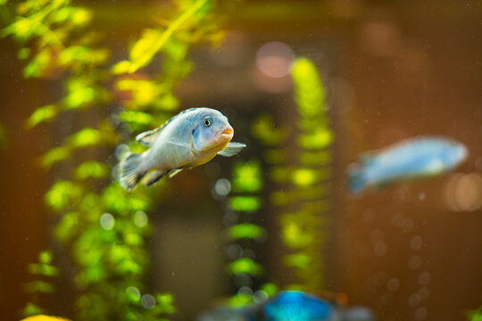 Blue Cichlid Swimming in Tropical Tank