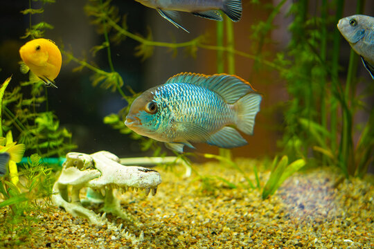Blue Electric Acara Swimming in Aquarium