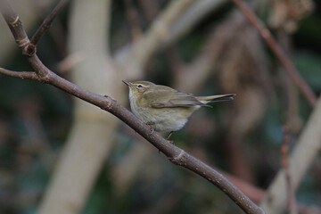 lu&igrave;&not; piccolo (Phylloscopus collybita) tra i rami spogli
