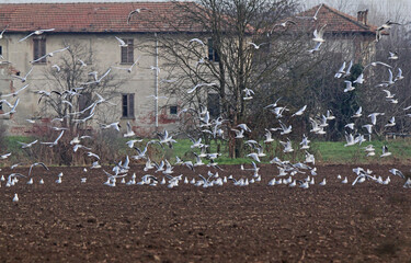 campo arato con gabbiani (Larus ridibundus)