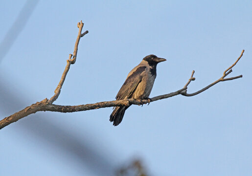 cornacchia grigia (Corvus cornix)