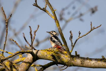 A male, Great spotted woodpecker (Dendrocopos major) perched on a walnut tree branch on a sunny day in winter.
