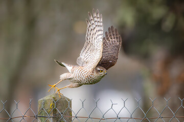 A female, Eurasian Sparrowhawk (Accipiter nisus) taking off from a fence post with her wings spread.