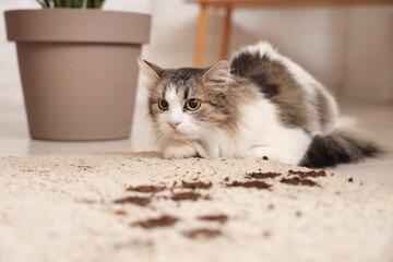 Cute cat with muddy paw prints on carpet at home, closeup © Pixel-Shot