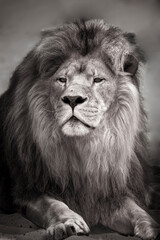 Fototapeta premium Portrait en noir et blanc d'un beau lion