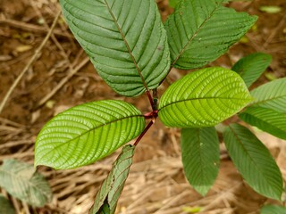 young kratom leaves in the morning