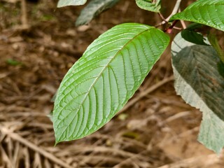 young kratom leaves in the morning