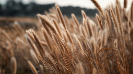 Fototapeta premium Golden Grasslands: A Close-Up View of Lush Ornamental Grasses in a Serene Natural Environment Under Soft Lighting