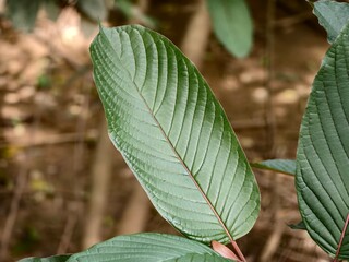 young kratom leaves in the morning
