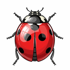 Cute ladybug vector illustration isolated on white background