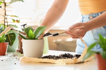 Obraz premium Young woman repotting plant on table at home, closeup