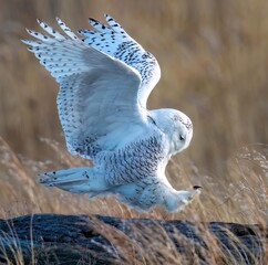 Snowy owl
