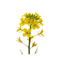 Obraz premium Rapeseed flower blossom against Transparent Background