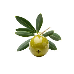 Fresh Olive Branch with Green Fruit