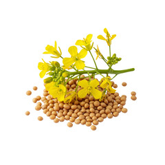 Mustard seeds with mustard plant flowering