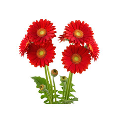 Red Gerberas on Transparent Background