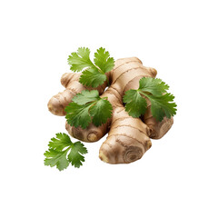 Ginger root and cilantro sprigs