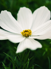 Fototapeta premium Cosmos flower