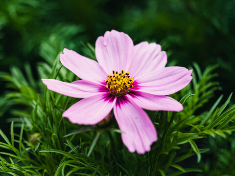 pink cosmos flower - Powered by Adobe