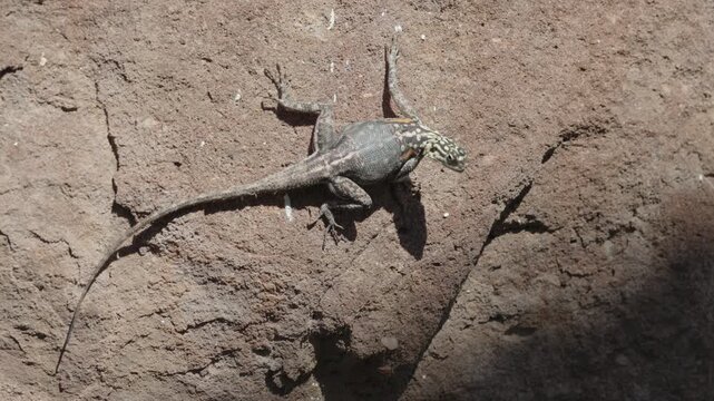 a rear view shot of a female namib rock agama lizard on a rock wall at twyfelfontein in namibia