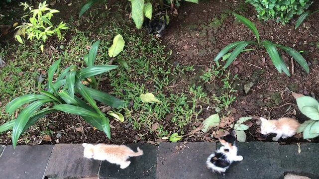 Three kittens walking on stone path in a outdoor garden.