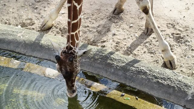 Giraffe bending its long neck to drink water, quenching thirst in a sunny environment