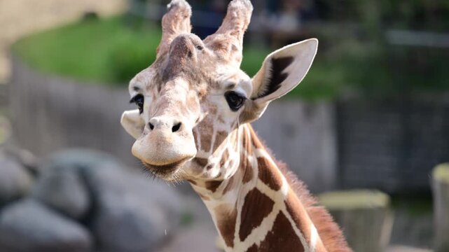 Giraffe head and neck close up looking directly at camera in outdoor environment