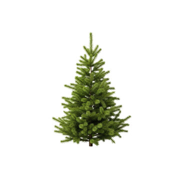 Small evergreen Christmas tree on Transparent Background