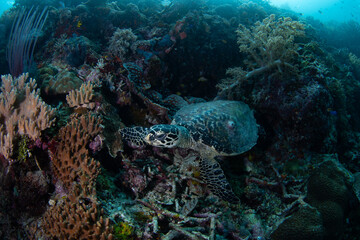 A Hawksbill sea turtle, Eretmochelys imbricata, searches for food on a coral reef in Raja Ampat, Indonesia. Found globally in tropical regions, this turtle is an endangered species.
