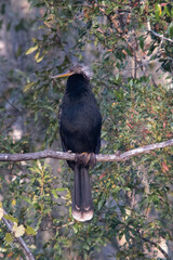 Fototapeta premium Anhinga bird on a tree limb 