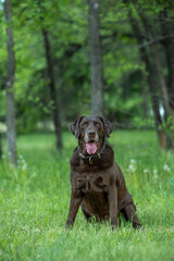 black labrador retriever