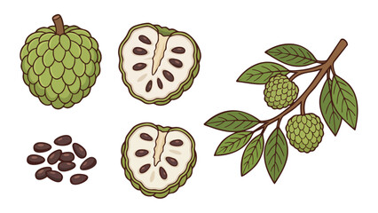 Sugar Apple Fruit Vector Set with Whole, Slice, Seeds and Branch