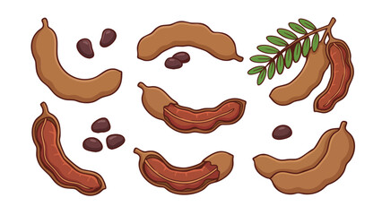 Tamarind Fruit Vector Set with Pods, Seeds and Branch