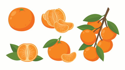 Tangerine Fruit Vector Set with Slices and Branch