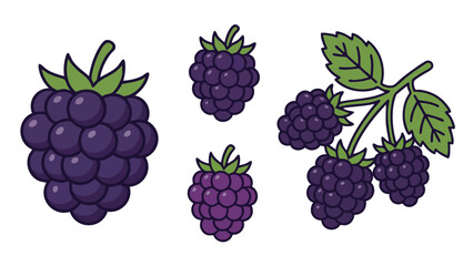 Blackberry Illustration Set with Whole Berries Branch and Leaves in Flat Style
