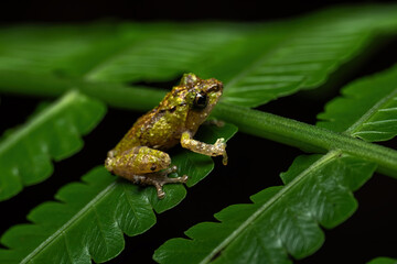 A shrub frog (Philautus sp.) on fern leaves in a tropical forest in Central Java, Indonesia.